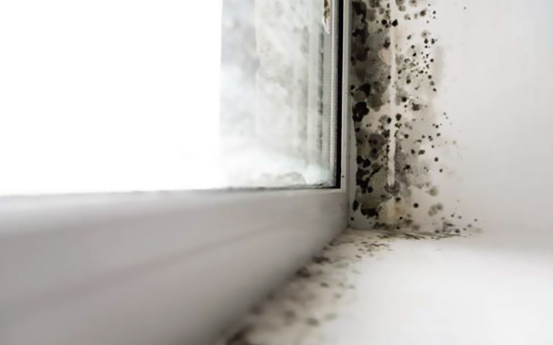 Mold in the corner of a window casement